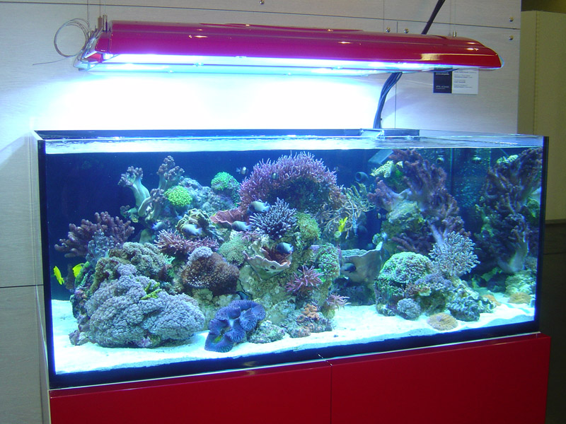 אקווריום ציבורי